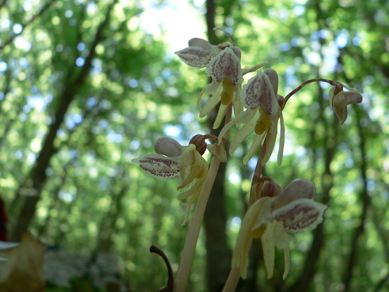 Epipogium aphyllum